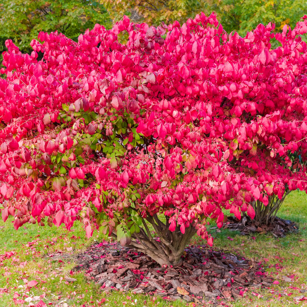 Fusain ailé nain - Euonymus alatus Compactus