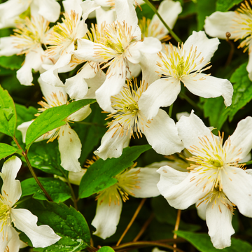 Clématite des montagnes 'Wilsonii' - Clematis montana 'Wilsonii'
