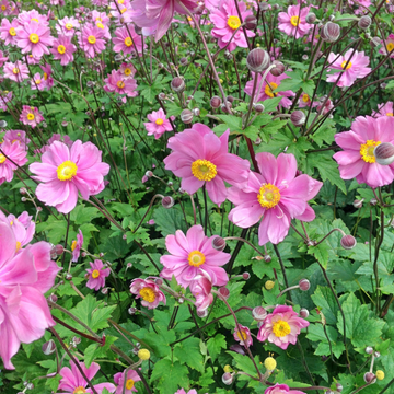 Anémone du Japon 'Rubra' - Anemone japonica 'Rubra'