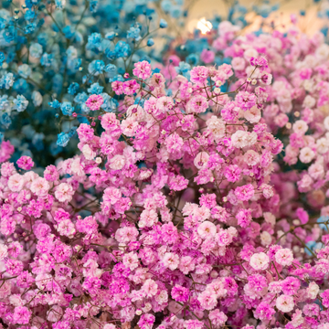 Gypsophile paniculé 'Flamingo' - Gypsophila paniculata 'Flamingo'