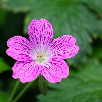 Érodium 'Bishop's Form' - Erodium variabile 'Bishop's Form'