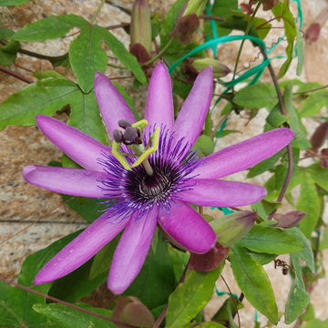 Passiflore Violette - Passiflora violacea ‘Amethyst’