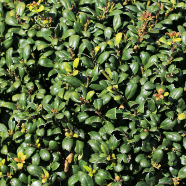 Houx crénelé 'Green Hedge' - Ilex crenata 'Green Hedge'