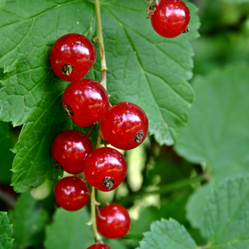Ribes r. 'Junifer'
