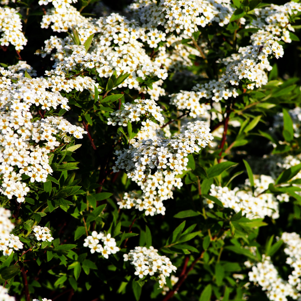 Spirée de Grefsheim - Spirea x cinerea Grefsheim'