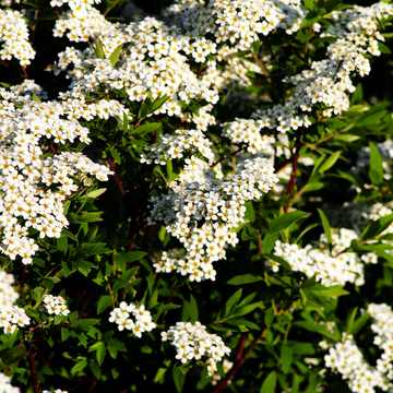 Spirée de Grefsheim - Spirea x cinerea Grefsheim'