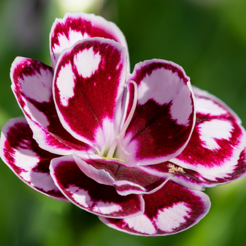 Oeillet Sunflor Charmy - Dianthus Sunflor Charmy