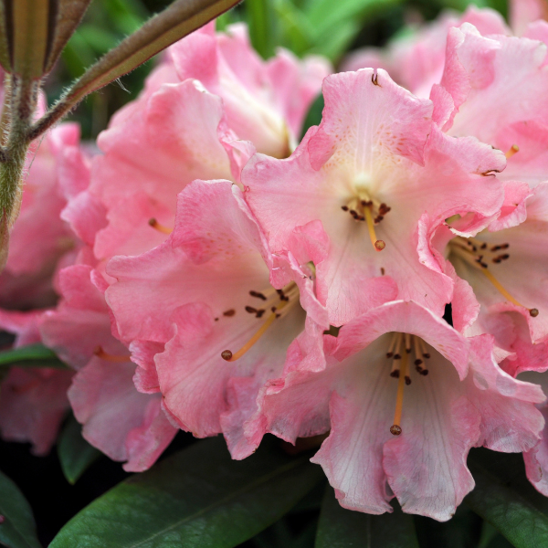 Azalée Japonaise Peggy Ann - Azaléa Japonica Peggy Ann