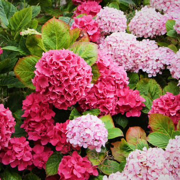 Hortensia Macrophylla  'Alpenglühen' - Hydrangea Macrophylla 'Alpenglühen'