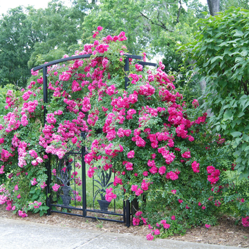 Rosier Grimpant