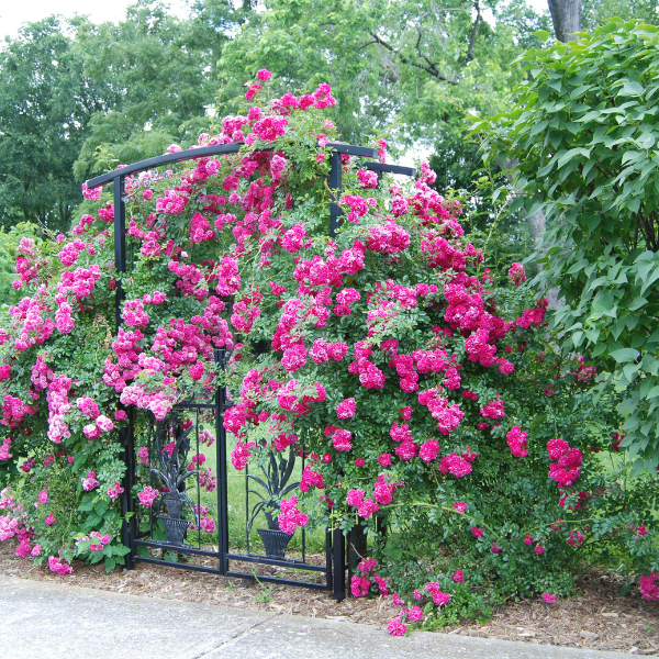 Rosier Grimpant