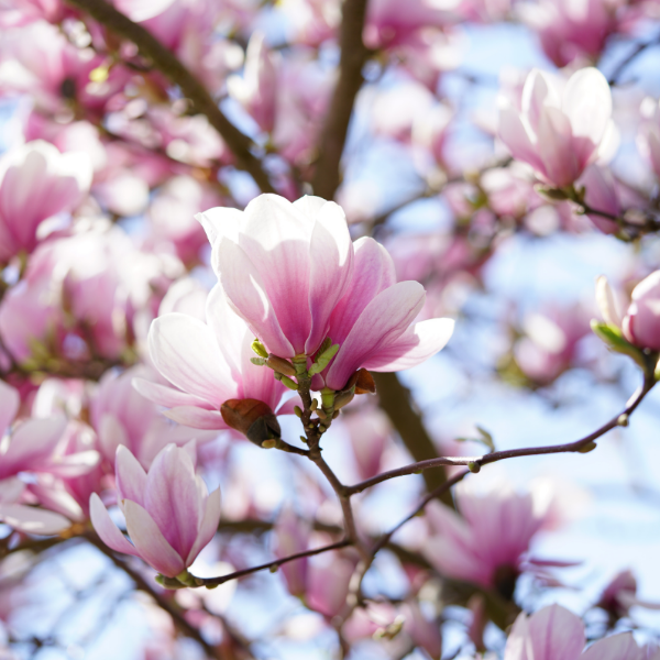 Magnolia