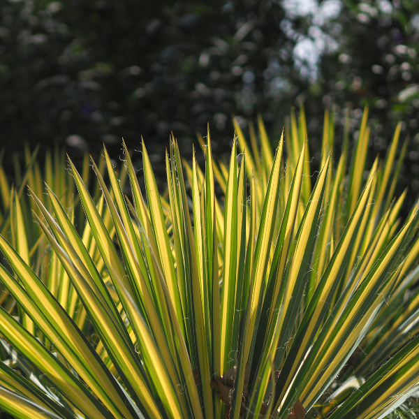 Yucca flaccida 'Golden Sword' - Yucca flaccida 'Golden Sword'