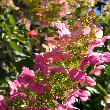 Hortensia Hydrangea Paniculata 'Magical Vesuvio' - Hydrangea Paniculata 'Magical Vesuvio'