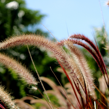 Herbe aux écouvillons 'Japonicum' - Pennisetum alopecuroides 'Japonicum'