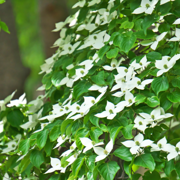 Cornouiller du Japon - Cornus kousa