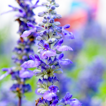 Sauge arbustive violette - Salvia microphylla violette