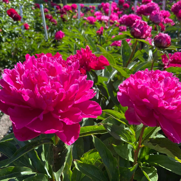 Pivoine De Chine 'Inspecteur Lavergne' - Paeonia Lactiflora 'Inspecteur Lavergne'