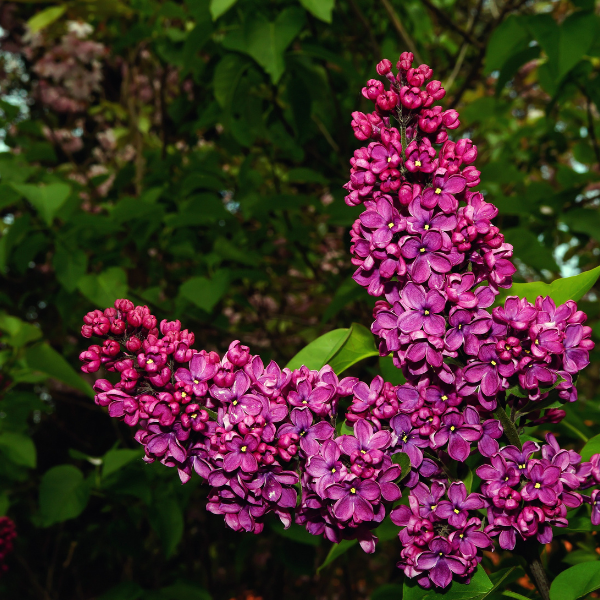 Lilas 'Ruhm von Horstenstein' - Syringa vulgaris 'Ruhm von Horstenstein'