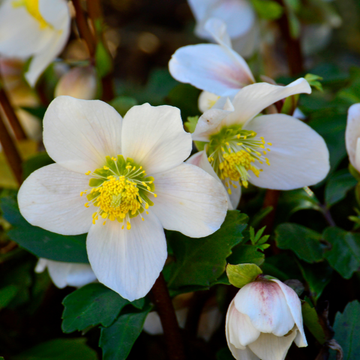 Rose de Noël 'Christmas Carol' - Helleborus niger 'Christmas Carol'