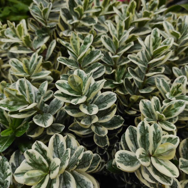 Fusain du Japon 'Duc d'Anjou' - Euonymus japonicus 'Duc d'Anjou'