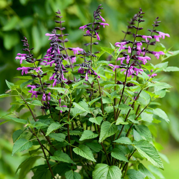 Sauge Salgoon 'Lake Tahoe'- Salvia Salgoon 'Lake Tahoe'