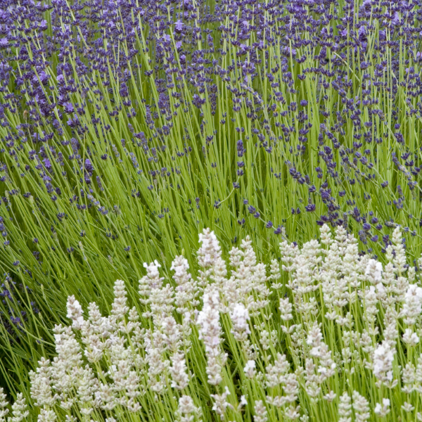 Lavandula White Summer