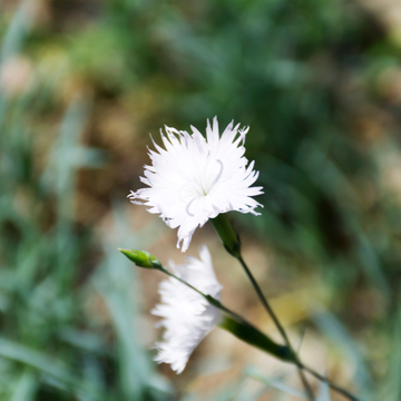 Œillet 'Scent First Memories' - Dianthus Plumarius 'Scent First Memories'
