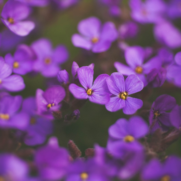 Aubriete bleue - Aubrieta blue