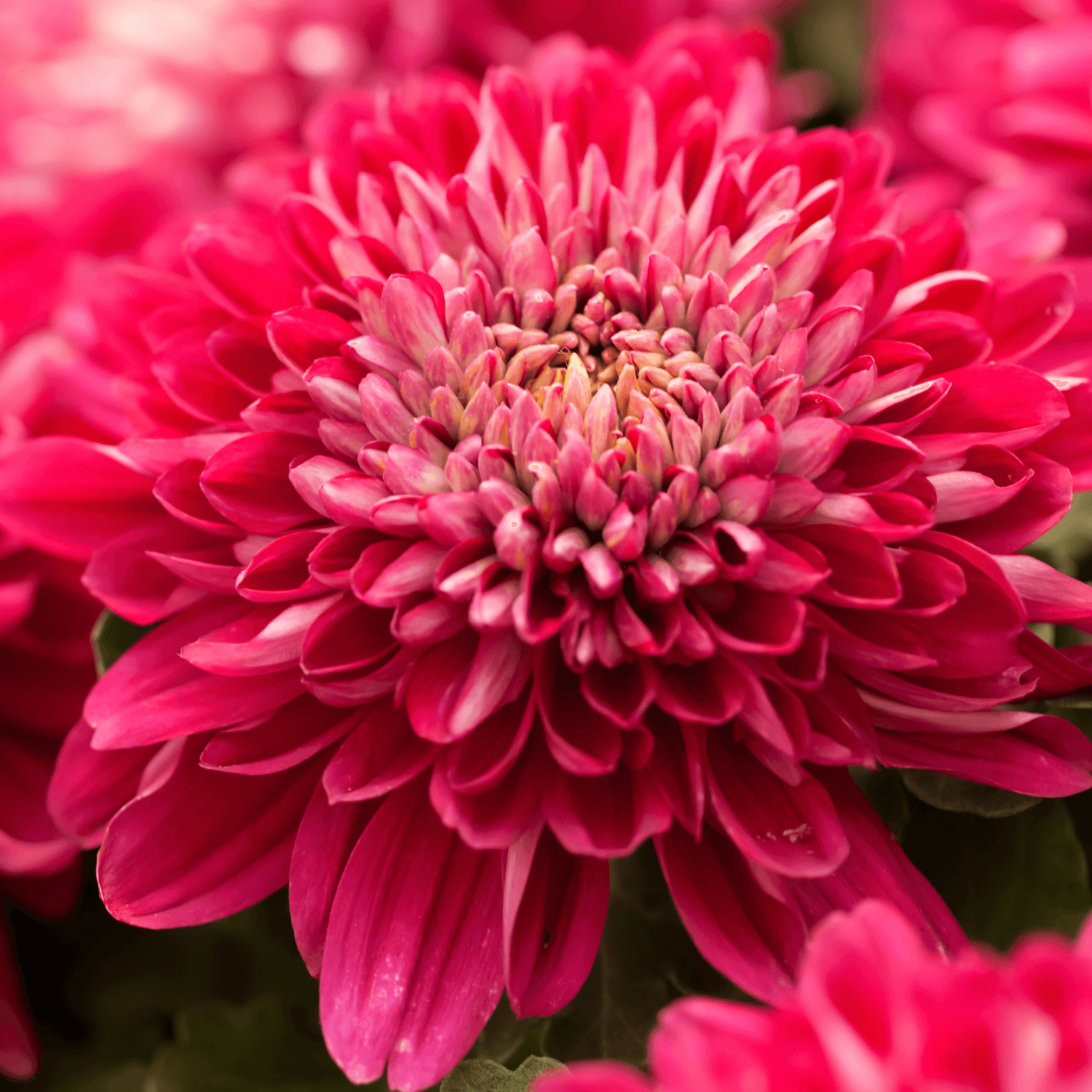 Chrysanthème des fleuristes - Chrysanthemum x grandiflorum - FLEURANDIE