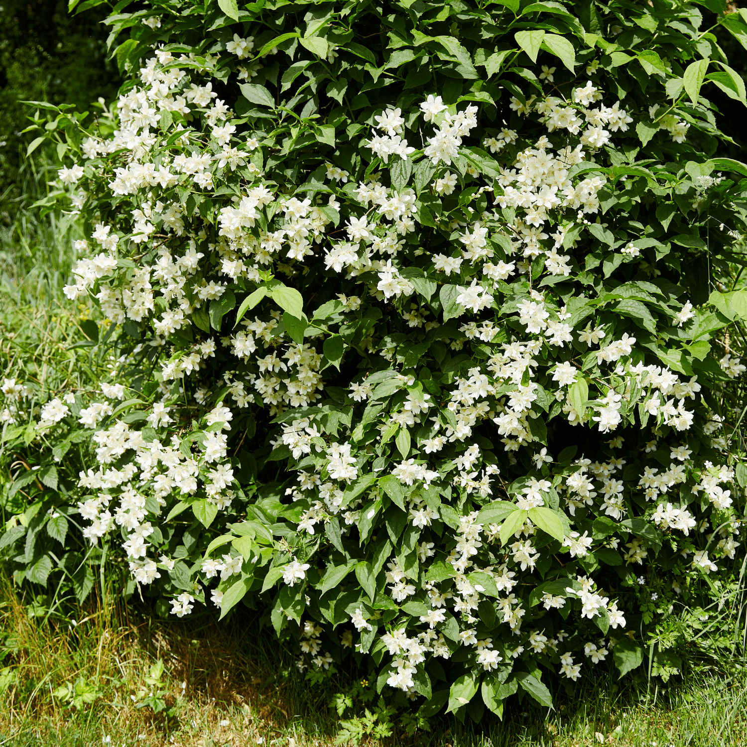 Seringat 'Virginal' - Philadelphus 'Virginal' - FLEURANDIE