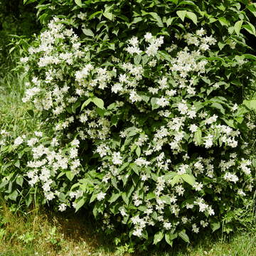 Seringat 'Virginal' - Philadelphus 'Virginal'