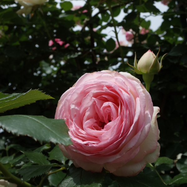 Rosier grimpant 'Pierre De Ronsard' - Rosa grimpant 'Pierre De Ronsard'