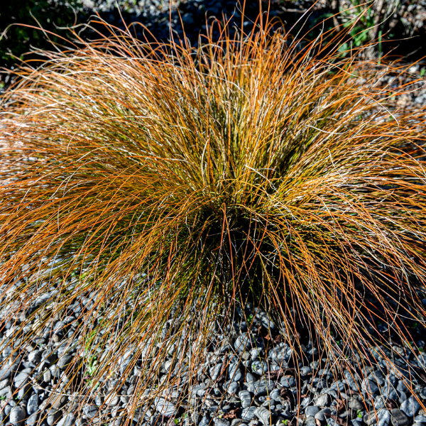 Laîche de Buchanan - Carex buchananii