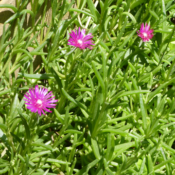 Pourpier de Sutherland -  sutherlandii