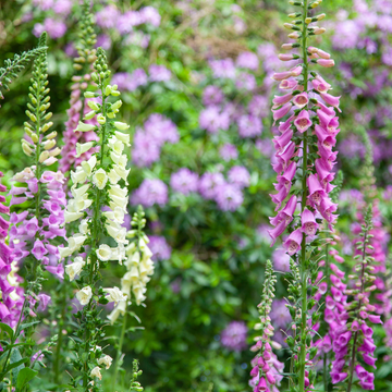 Digitale 'Gloxiniiflora' - Digitalis purpurea 'Gloxiniiflora'
