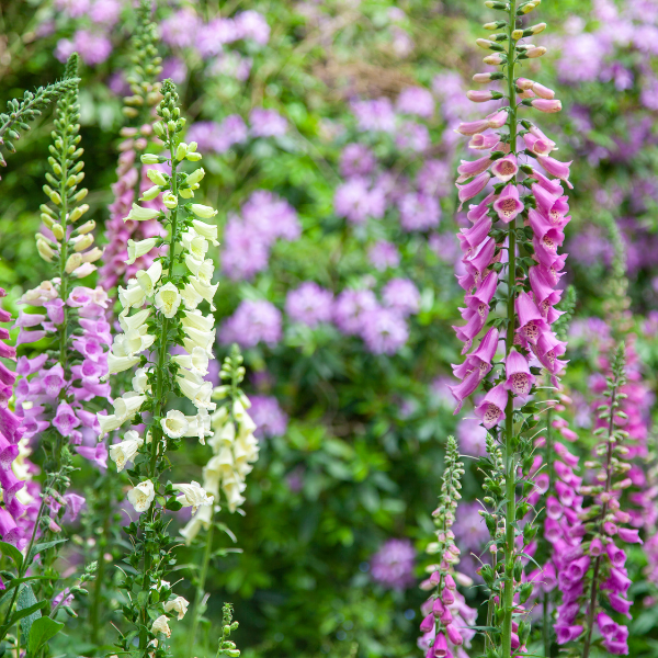 Digitale 'Gloxiniiflora' - Digitalis purpurea 'Gloxiniiflora'