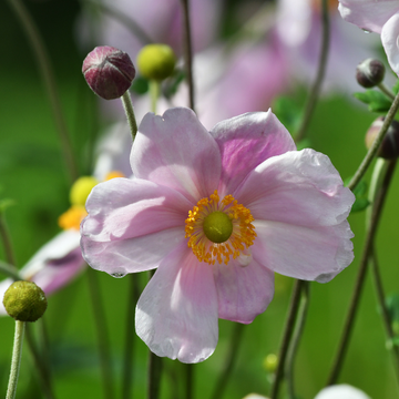 Anémone Du Japon Tomentosa 'Serenade' - Anemone Hybrida 'Serenade'