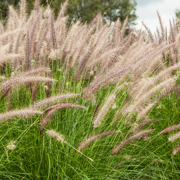 Herbe aux écouvillons 'Fairy Tails' - Pennisetum 'Fairy Tails'