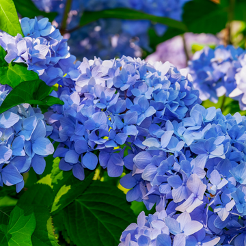 Hortensia 'Endless Summer The Original bleu' - Hydrangea macrophylla 'Endless Summer The Original bleu'