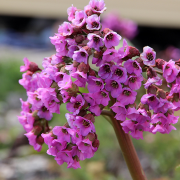 Bergénia à Feuilles Cordées 'Rotblum' - Bergenia Cordifolia 'Rotblum'