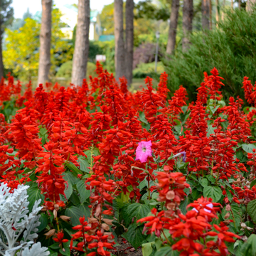Sauge 'Ember's Wish' - Salvia 'Ember's Wish'