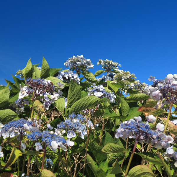 Hortensia 'Mariesii Grandiflora' - Hydrangea macrophylla 'Mariesii Grandiflora