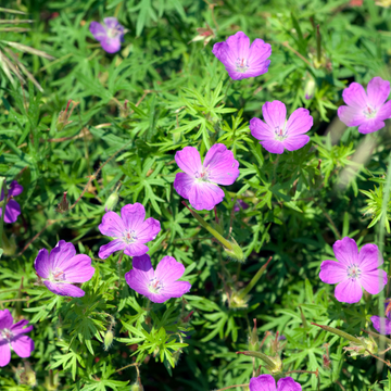 Geranium vivace rose et blanc veine lie de vin -  sanguineum elke ®