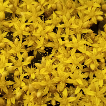 Orpin, Poivre de muraille blanc - Sedum acre 'Oktoberfest'