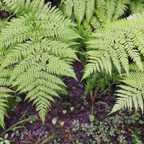 Fougère mâle - Dryopteris filix-mas