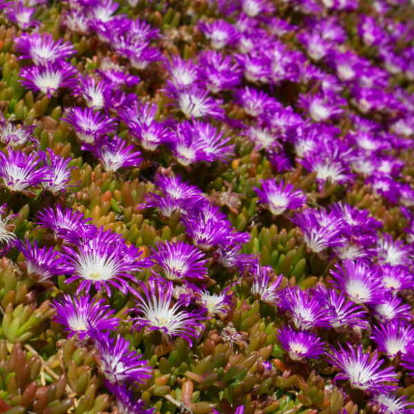 Pourpier 'Wheels of Wonder Violet' - Delosperma 'Wheels of Wonder Violet'