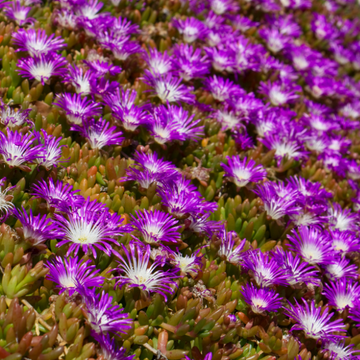 Pourpier 'Wheels of Wonder Violet' - Delosperma 'Wheels of Wonder Violet'