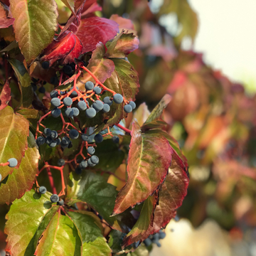 Vigne vierge vraie - Parthenocissus quinquefolia 'Muralis'
