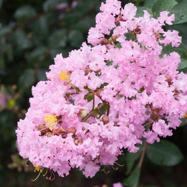 Lilas des Indes 'Pink Grand Sud' - Lagerstroemia indica 'Pink Grand Sud'